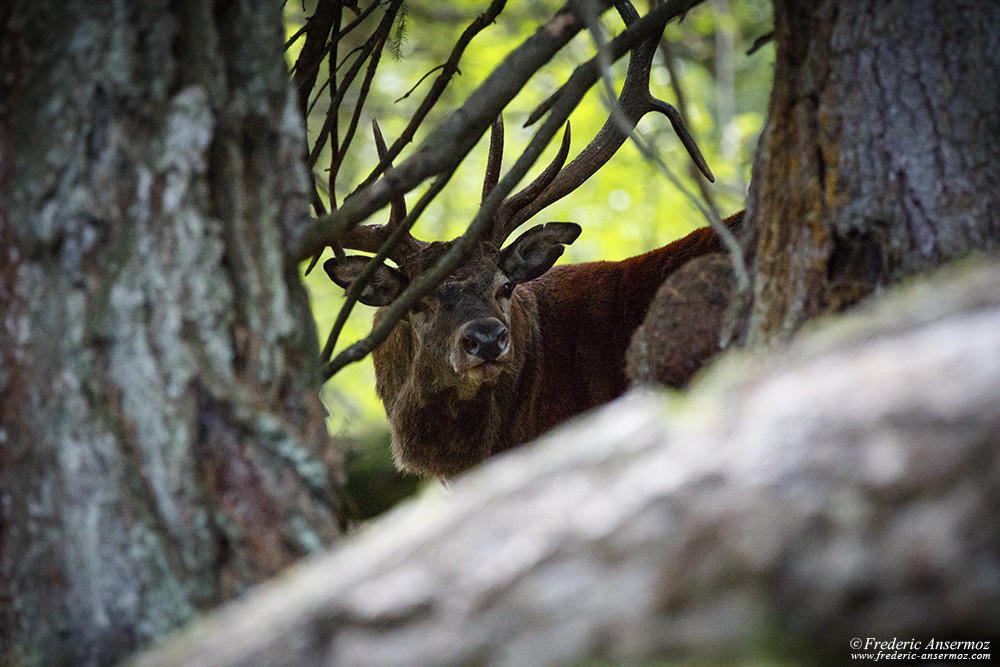 Cerf élaphe en forêt, photographie animalière