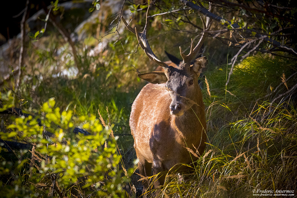 Red deer in the grass during the mating season