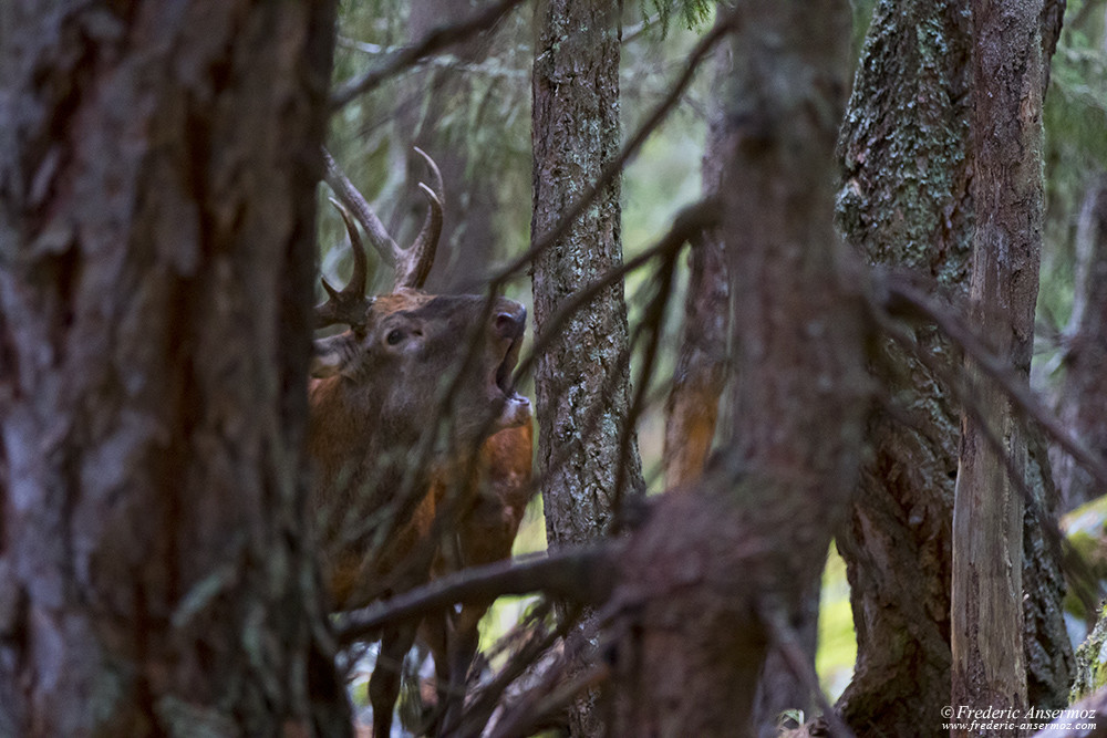 Red deer stag roaring in a dense forest