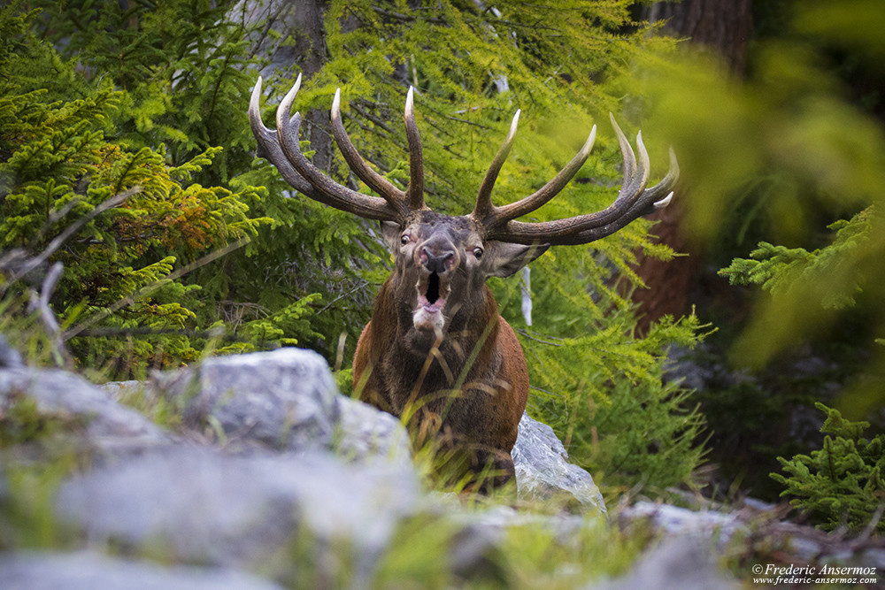 The impressive red deer stag's roar, few meters away