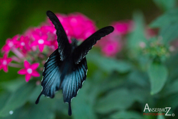 butterfly with black and blue wings on leaves and flower