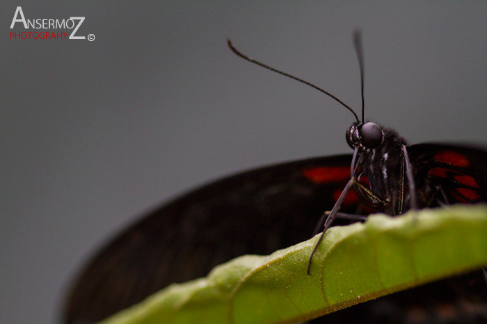 butterfly portrait of Transandean cattleheart