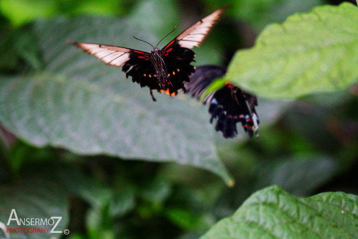 butterfly flying shot, Rumanzovia swallowtail photography