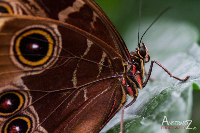 blue morpho butterfly on leaf