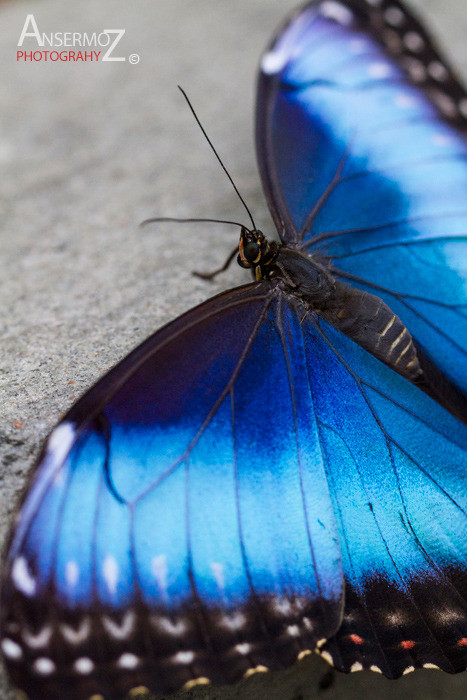 Blue morpho butterfly macro photography, with open wings