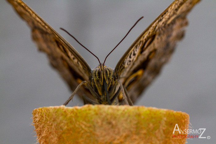 butterfly on kiwi fruit on macro photography