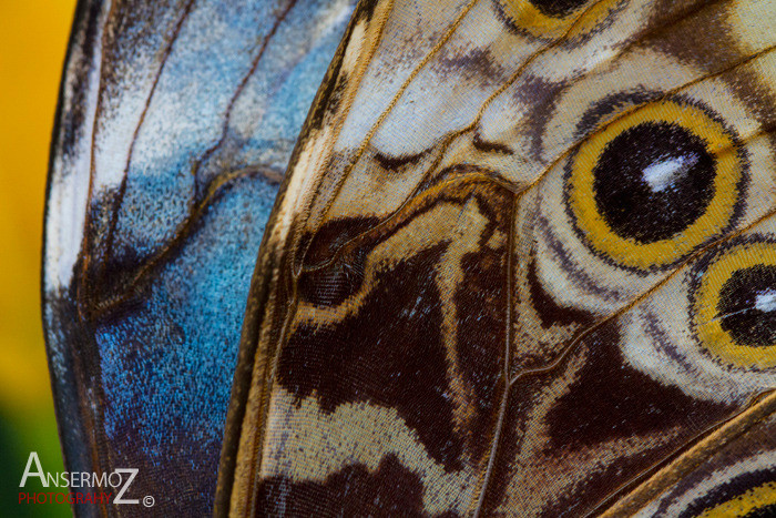 Blue morpho wings macro photography