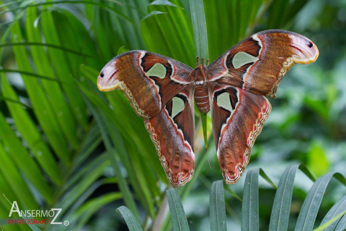 Cobra moth on tropical leaves Cobra moth on tropical leaves
