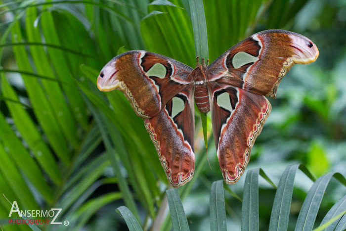 Cobra moth on tropical leaves