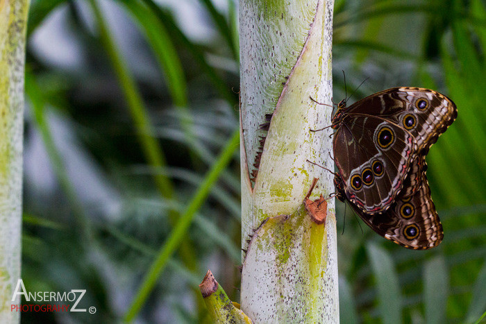 two butterflies on tropical tree trunk, Peleides Blue morpho