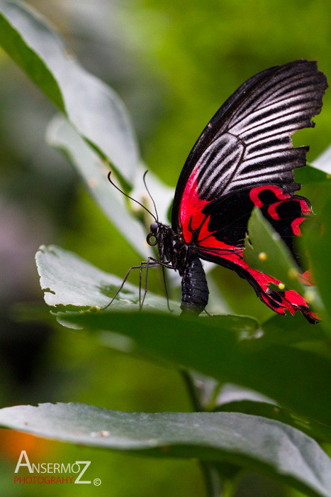 Rumanzovia swallowtail butterfly on leaf