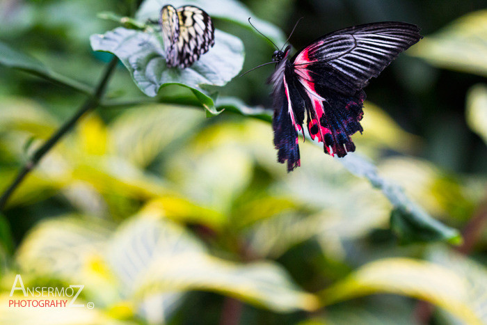 Rumanzovia swallowtail butterfly flying with leaves on background