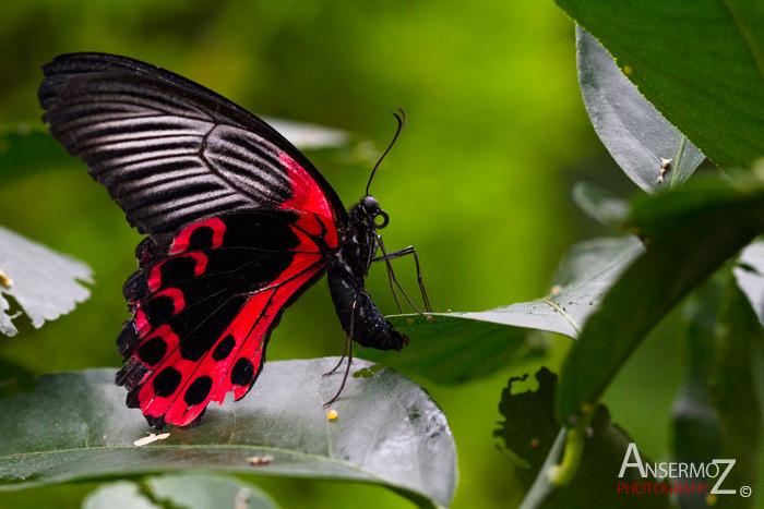 Rumanzovia swallowtail butterfly dropping eggs on leaf