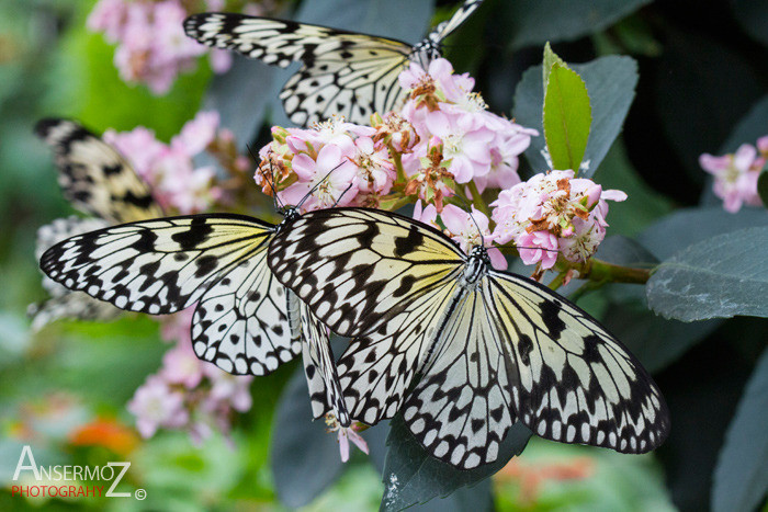 Rice paper butterflies group on flowers