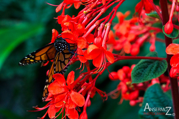 Monarch butterfly on red flowers