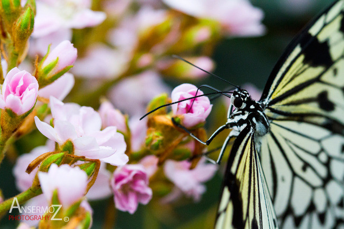 Rice paper butterfly collecting pollen on flower