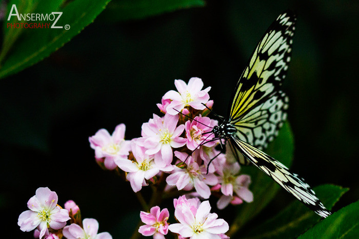 Rice paper butterfly landing on flower