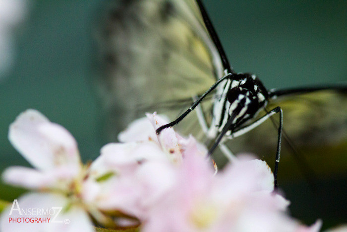 Rice paper butterfly close up shot, insect portrait photography, macro