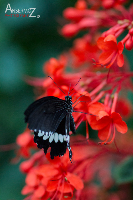 Common Mormon on red flower, on macro image