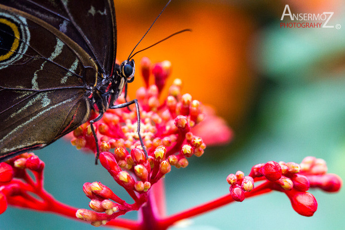 Peleides Blue morpho butterfly