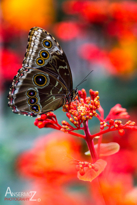 Peleides Blue morpho butterfly photography