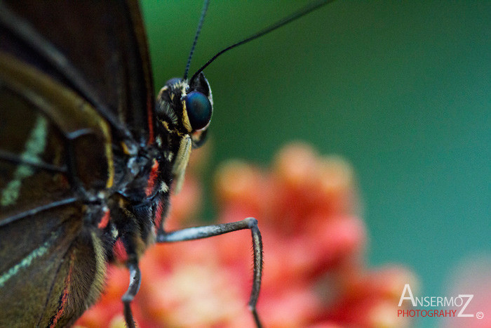 butterfly macro shot on flower