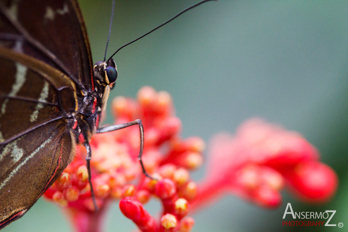 butterfly on flower on macro shot photography