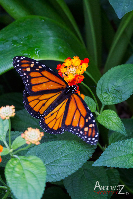 Monarch Monarch