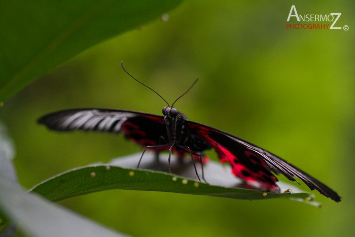 Rumanzovia swallowtail