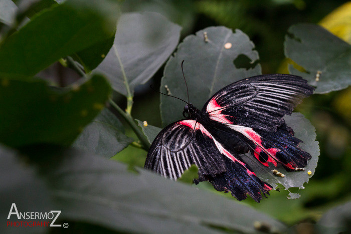 Rumanzovia swallowtail