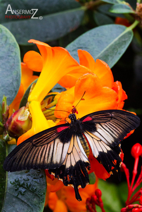 Asian swallowtail Asian swallowtail