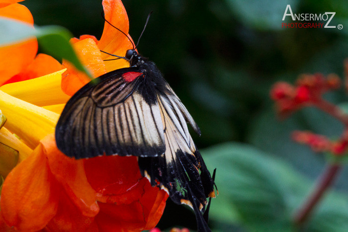 Asian swallowtail Asian swallowtail