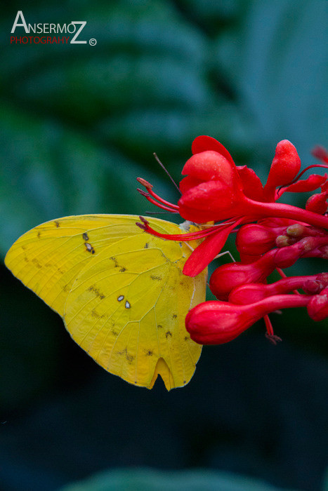 Orange barred sulphur