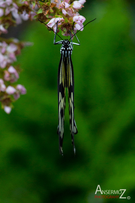 butterfly hanging upside down on flower, on macro photography shot