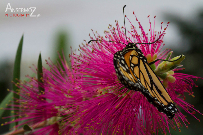 Monarch Monarch