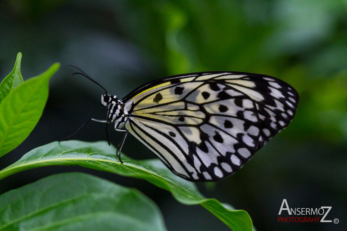 Asian swallowtail