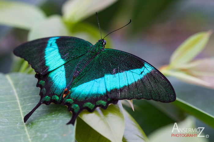 Banded peacock