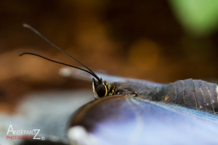 butterfly head and antenas, blue morpho
