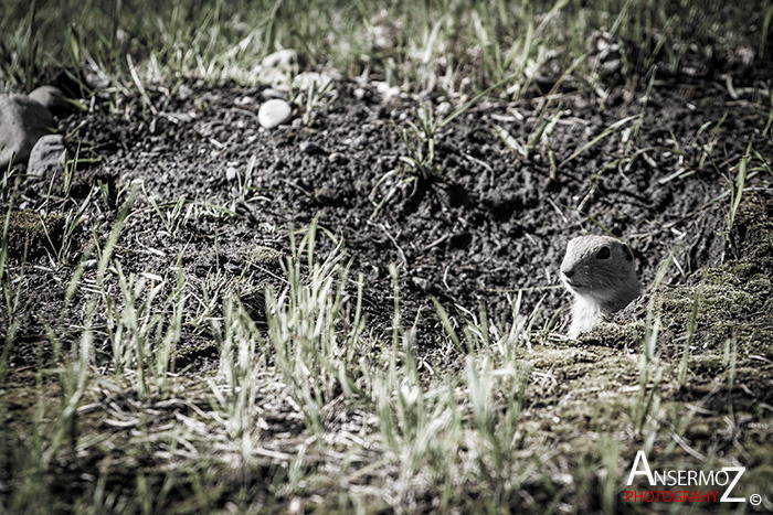 Calgary flood 2013 055