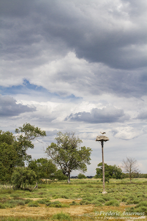 Camargue 02