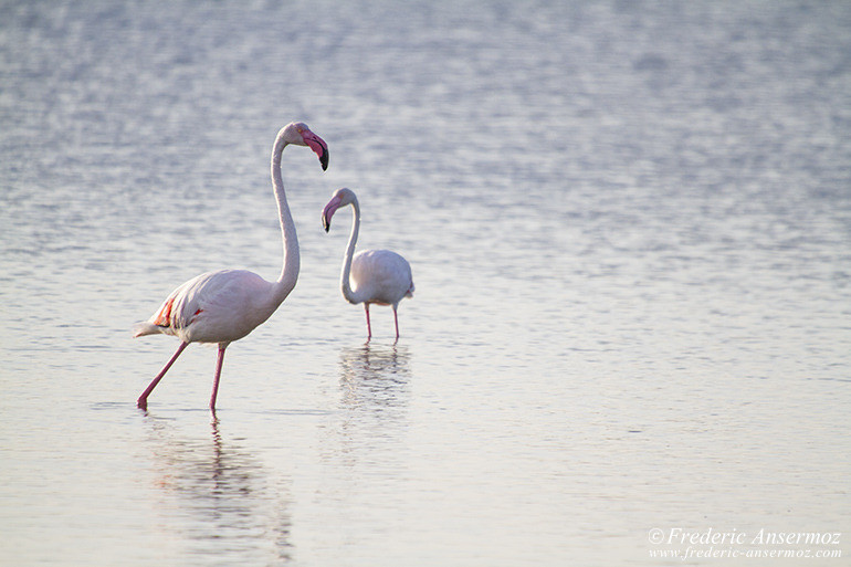 Camargue 03