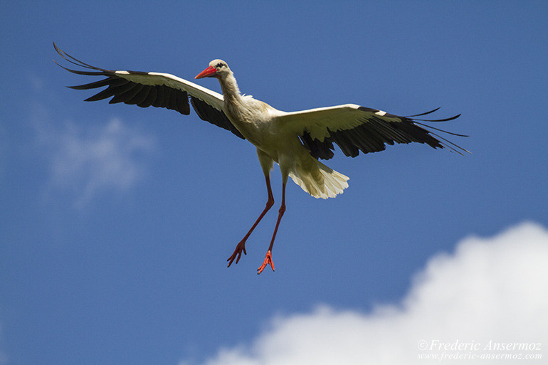 Camargue 08