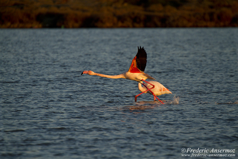 Camargue 09