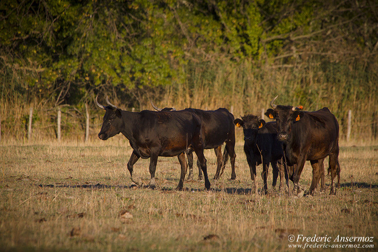 Camargue 14