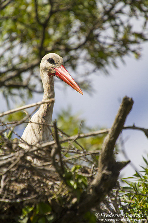 Camargue 15