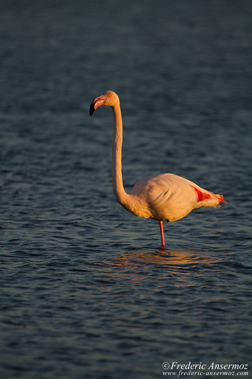 Camargue 18