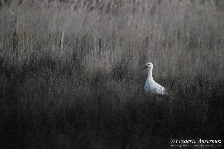 Camargue 23 Camargue 23