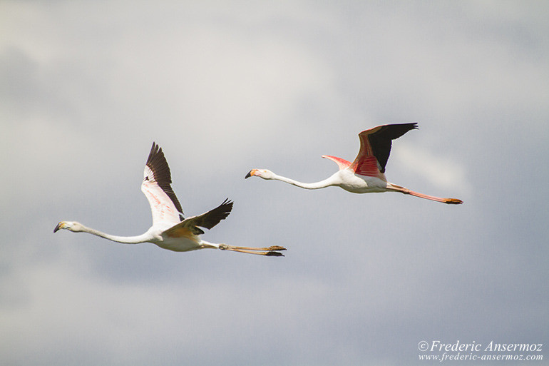 Camargue 24