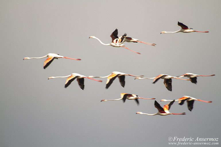 Camargue 25 2