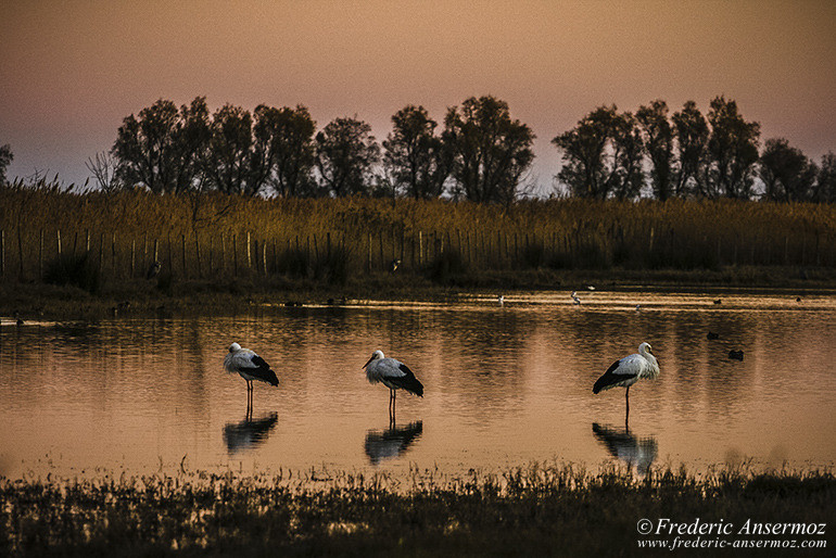 Camargue 30